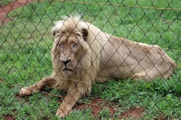 Dinokeng Game Reserve Incident: Man Killed In Lion Attack At Gauteng Game Reserve