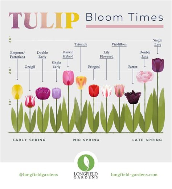Discover the Wonderful World of Tulips: Planting, Care, and More