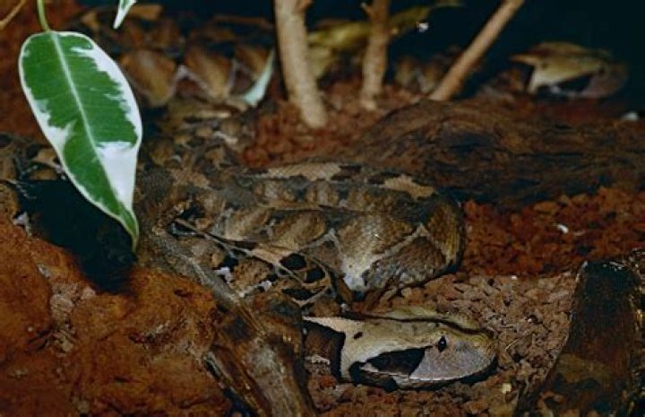 Gaboon Viper: Africa's Master of Camouflage and Venom