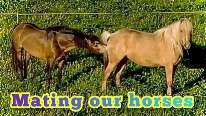 Horses Mating Successful: Understanding Equine Reproduction for Great Results