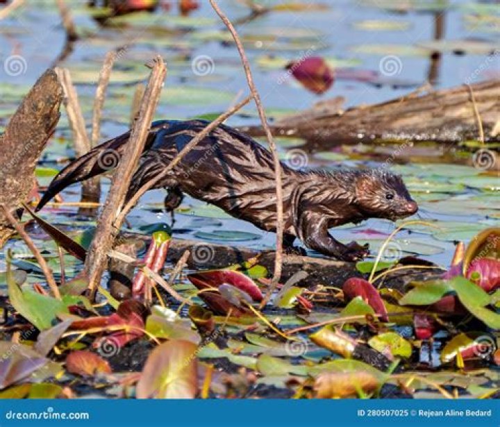 Len Mink's Status: Investigating the Speculations Surrounding Len Mink's Whereabouts - SarkariResult