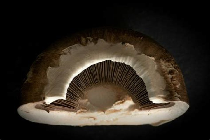 The Portobello Mushroom Controversy: Separating Truth from Fiction - SarkariResult